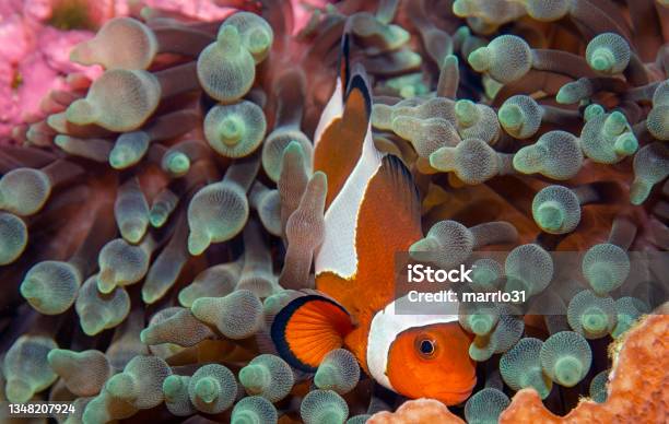 Clownfish And Anemone Stock Photo - Download Image Now - Clown Fish, Anemonefish, Animal