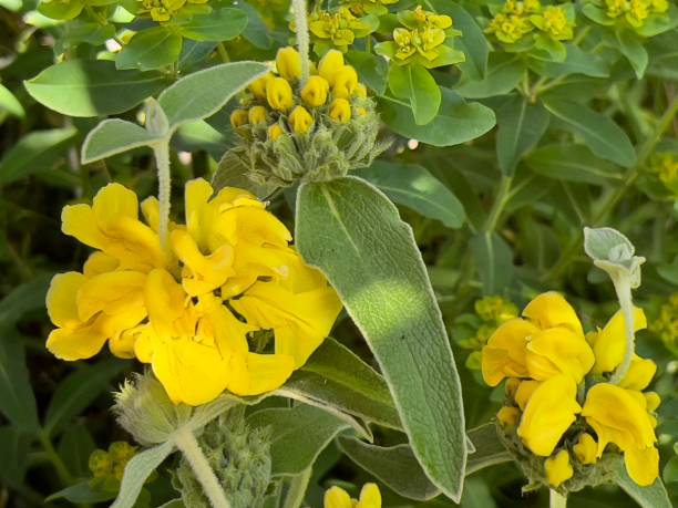 istock Yellow Flowering Sage Plant 1348209018