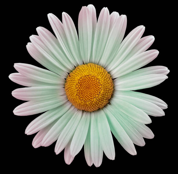 istock chamomile flower  on black isolated background with clipping path. Closeup. For design. Nature. 1348209352