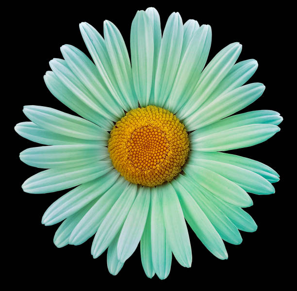Turquoise  chamomile flower  on black isolated background with clipping path. Closeup. For design. Nature.