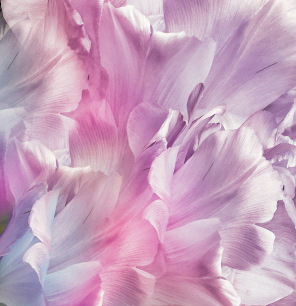 istock Pink  tulips.  Floral spring background. Closeup.  Nature. 1348210473