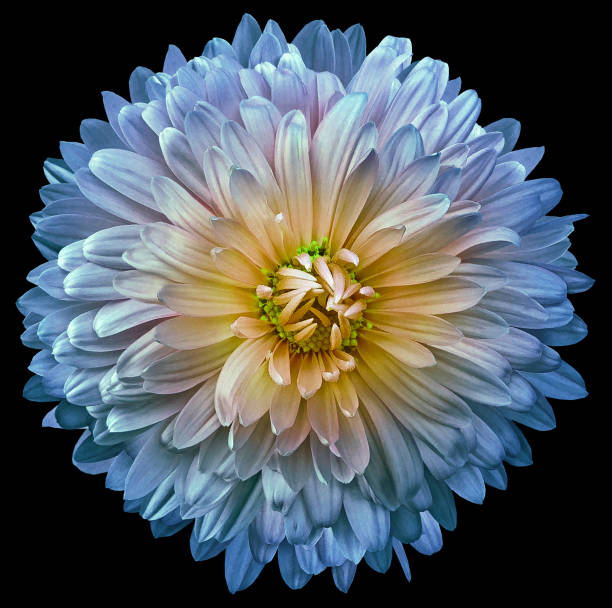istock Blue   chrysanthemum.  Flower on  black  isolated background with clipping path.  For design.  Closeup.  Nature. 1348211133