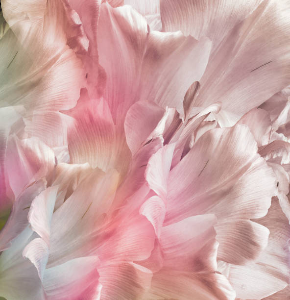 istock Pink  tulip  Floral spring background. Closeup.  Nature. 1348211208