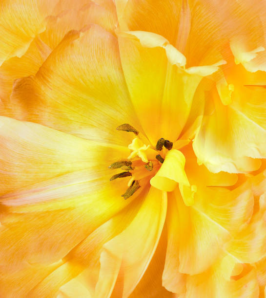 istock Yellow tulip.  Floral  background.  Closeup.  Nature. 1348211351