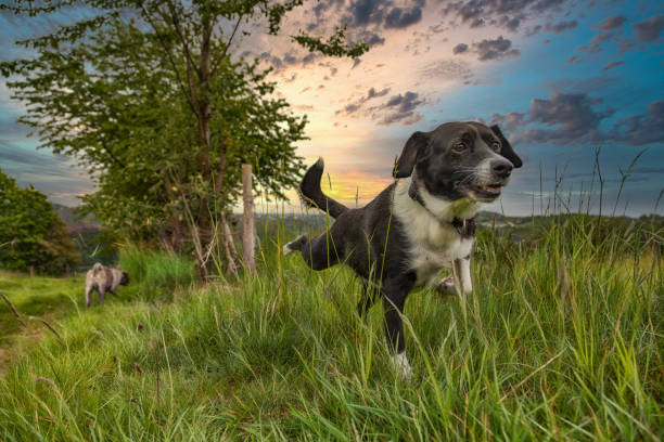 Dog photographed from below while roaming through the grass.