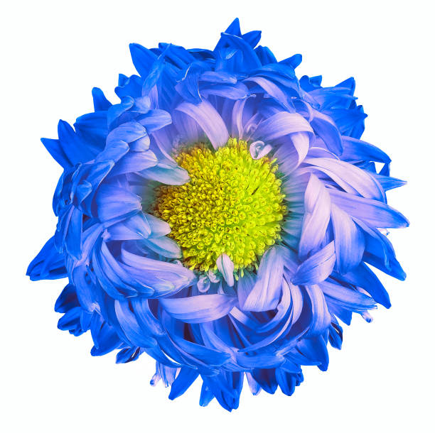 istock Blue chrysanthemum..  Flower on a white isolated background with clipping path.  For design.  Closeup.  Nature. 1348211462
