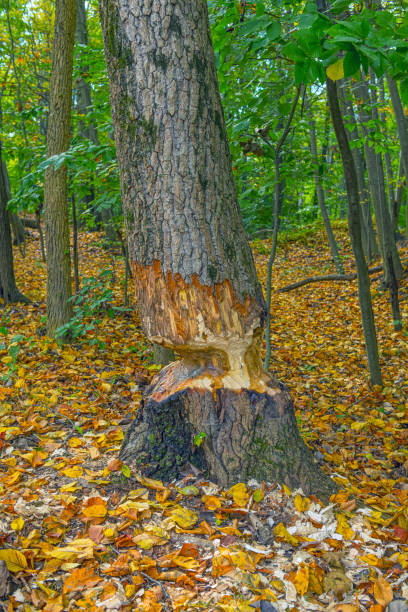 chopped tree - leaf autumn falling tree imagens e fotografias de stock