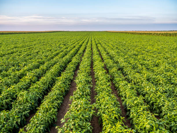 istock Green pepper plants at agricultural field 1348217321