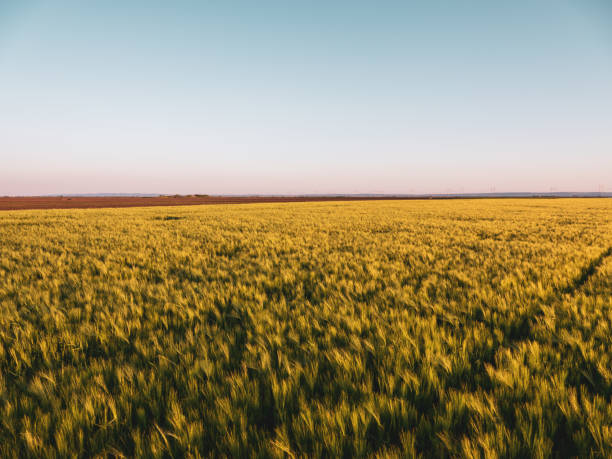 istock Green wheat field, agricultural landscape. 1348217362
