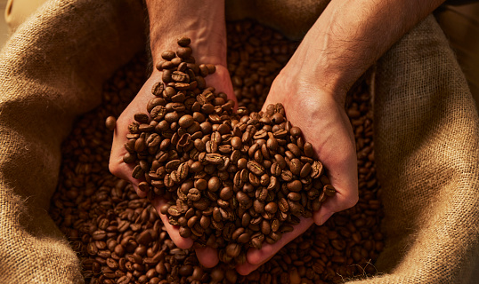 Farmer's hand in a bag of coffee beans, checks the harvest and roasting