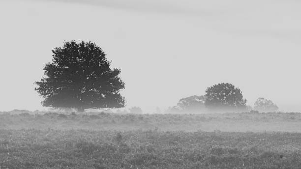 istock Tree in a field on a foggy morning 1348220737