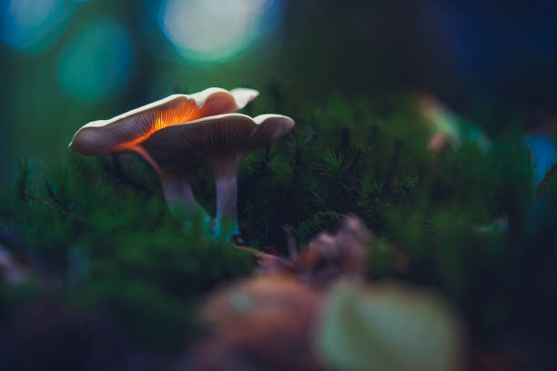 istock Pair of small glowing mushrooms in a close-up view 1348220747