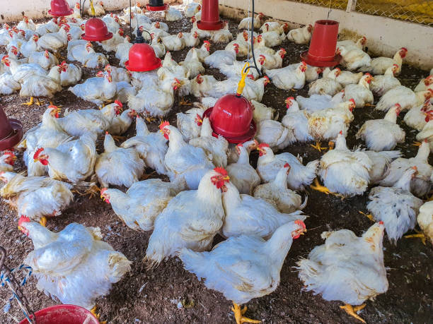 istock Chickens for food raised on the farm 1348221270