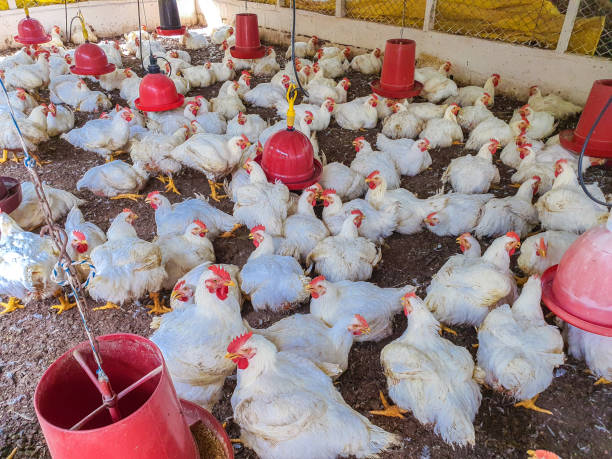 istock Chickens for food raised on the farm 1348221272
