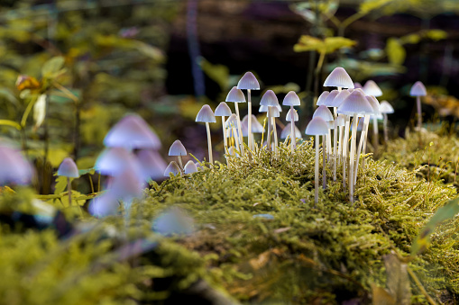 Small gray mushrooms on a dead tree trunk overgrown with green moss and highlighted with beautiful light