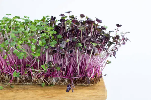 Photo of Close-up microgreen radish isolated on the white background