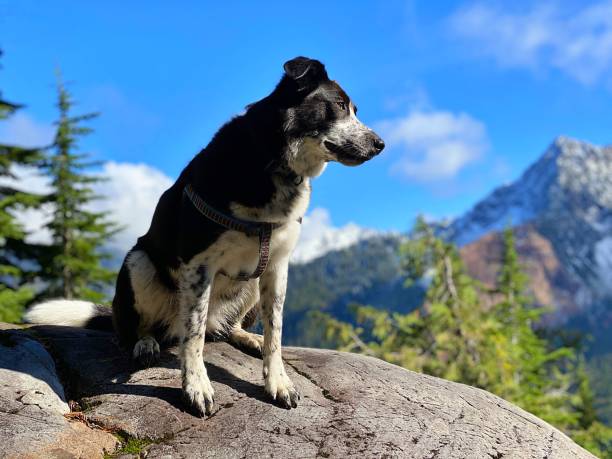 istock Border Collie in the Mountains 1348222740