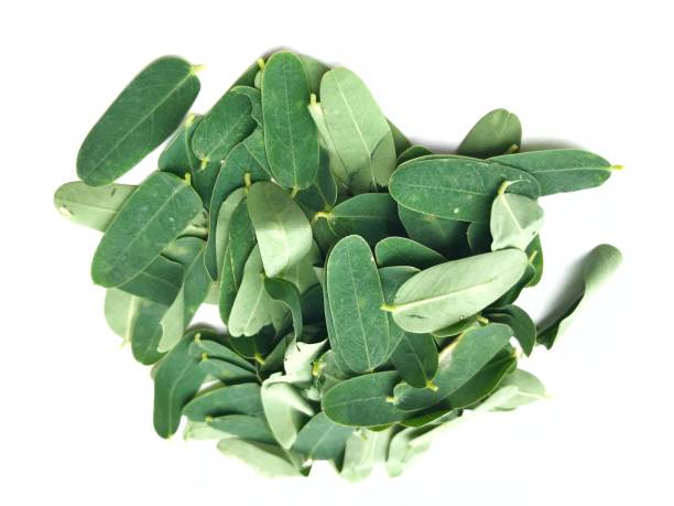 istock Sesbania Grandiflora leaves 1348222741