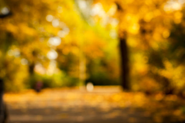 istock blurred autumn background. autumn mood. maple leaf fall. autumn background out of focus 1348223679