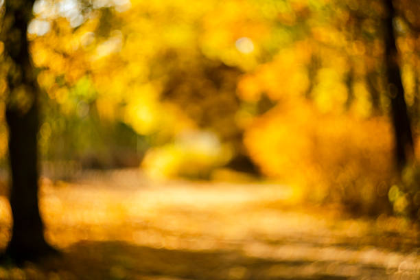 istock blurred autumn background. autumn mood. maple leaf fall. autumn background out of focus 1348223697