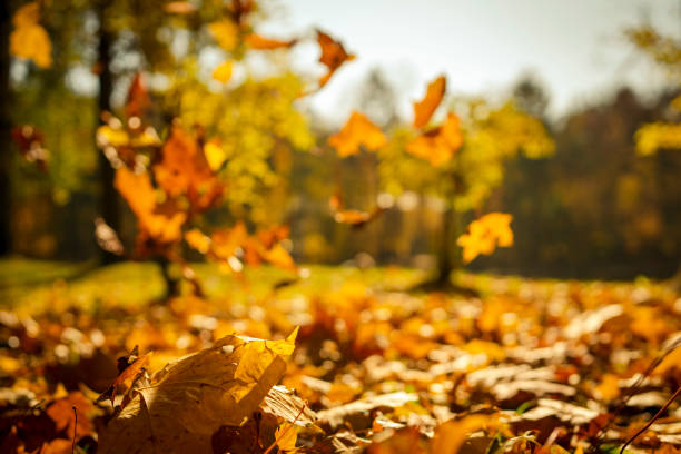 istock autumn mood. maple leaf fall. fallen yellow leaves 1348223734