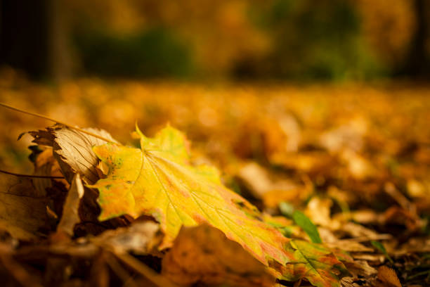 istock autumn mood. maple leaf fall. fallen yellow leaves 1348223760
