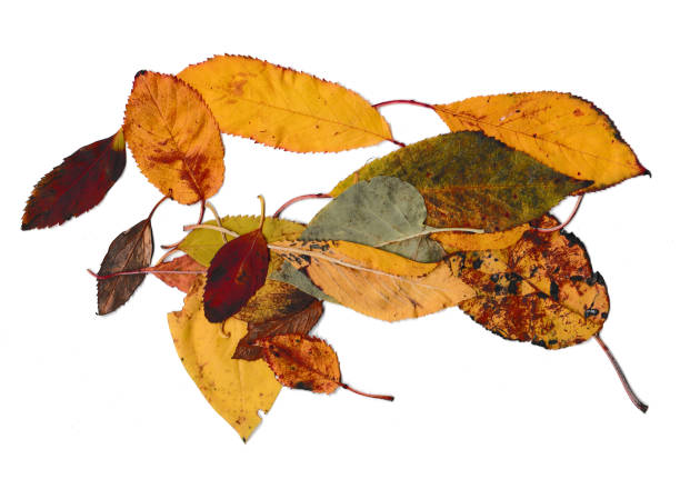 istock autumn leaves on a white background 1348223816