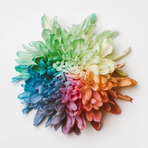 istock Chrysanthemum is painted in rainbow colors, pastel colors. 1348225623