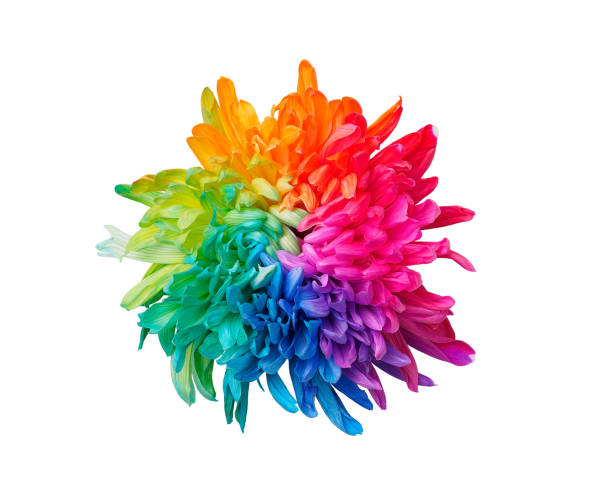 istock One colored chrysanthemum on white background, front view, isolated. 1348225627