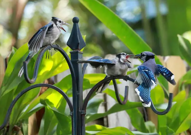 Mother bluejay feeding her babies perched on a garden stand in a tropical garden.