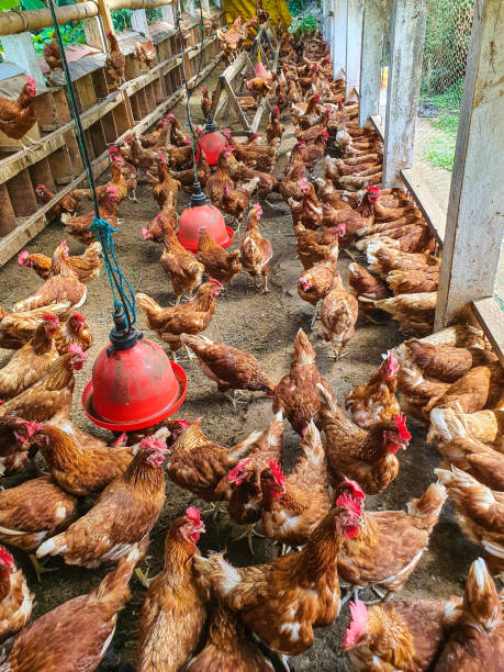 istock Hens laying eggs on the farm 1348227791
