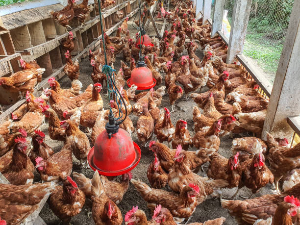istock Hens laying eggs on the farm 1348227793