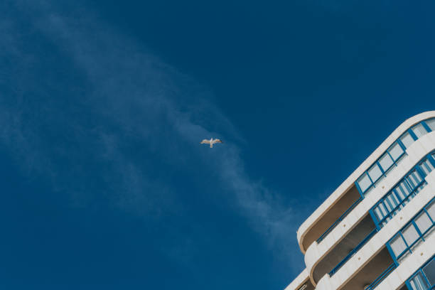 istock Low angle of three seagulls flying under clear blue sky 1348229489