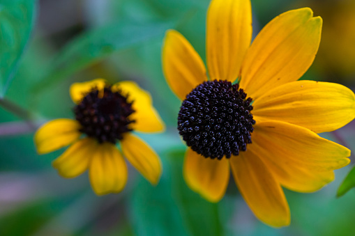 Daytime macro close-up of a black-eyed Susan flower (Rudbeckia hirta), focus is on the  black, dome-shaped cone