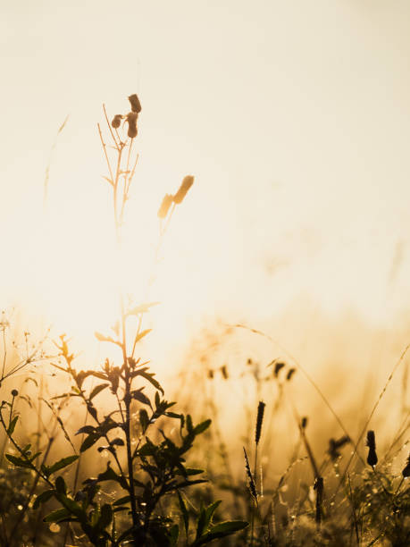 istock Dense fog envelops the idyllic landscape. 1348231643