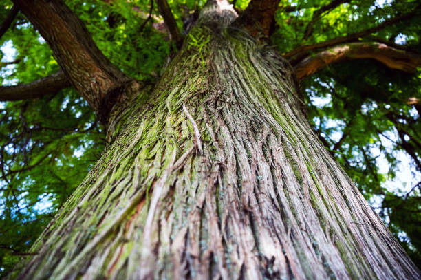 olhando para cima ao longo de um tronco de árvore. - tree shade large growth - fotografias e filmes do acervo