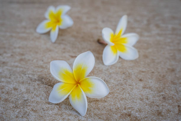 istock Three beautiful jasmine flowers close-up 1348234044