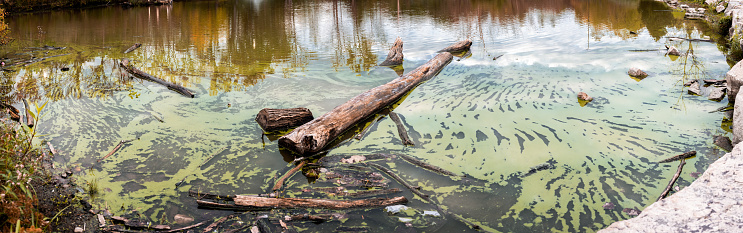 Algae growing in a pond during the Autumn season