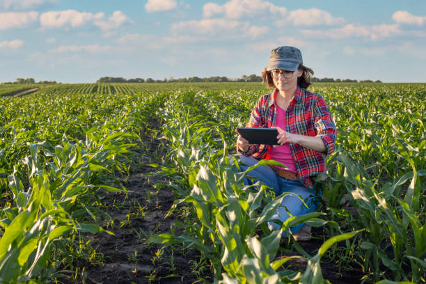istock Middle age female caucasian maize farmer with tablet computer kneeled for inspection stalks at field 1348234910