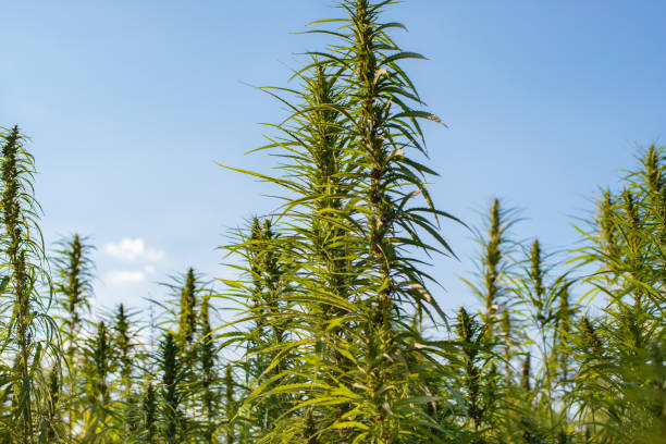 istock Industrial Hemp stalks on blue sky background 1348234921