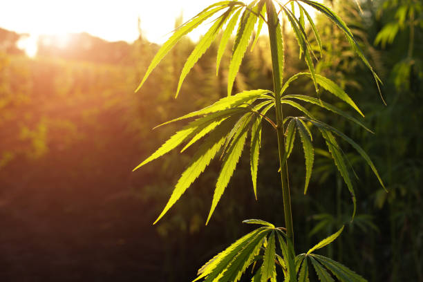 tallos de cáñamo industrial sobre el fondo naranja del cielo al atardecer - hemp fotografías e imágenes de stock