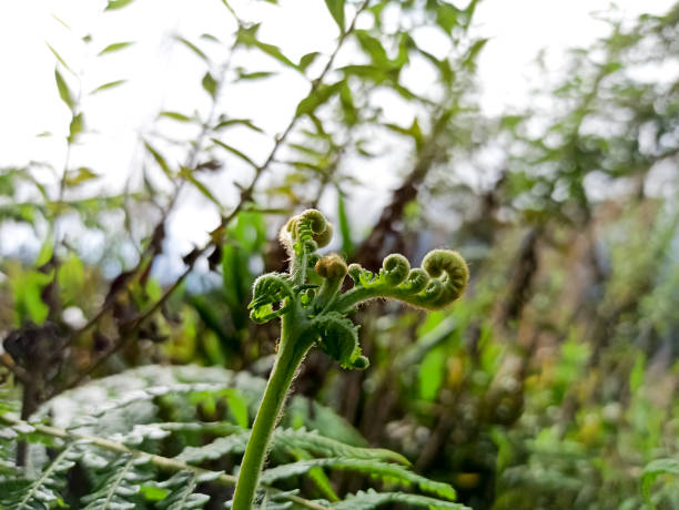 istock top fern in the forest 1348234945