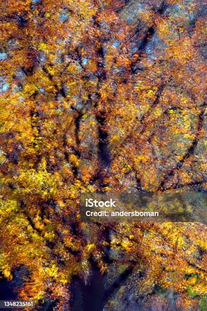 Double Exposure To Autumn Leaves Stock Photo - Download Image Now - Abstract, Art, Autumn