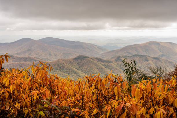 istock Bright Gold Leaves Look Out Over Blue Ridge Mountains In Fall 1348235288