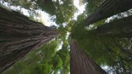 istock Redwood national park, United States. Camera moves between the huge trunks of redwoods. Bottom up view, 4K 1348235321