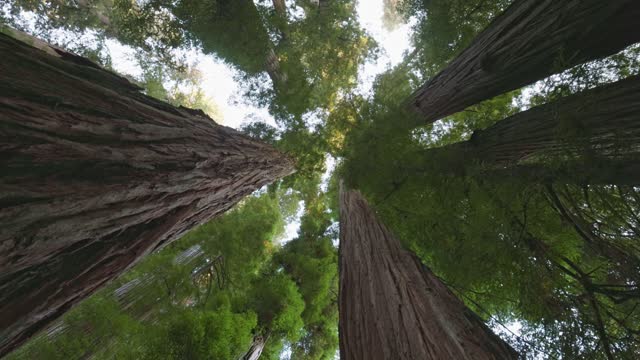 Redwood national park, United States. Camera moves between the huge trunks of redwoods. Bottom up view, 4K