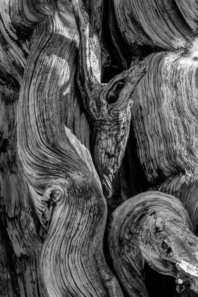 istock Black and White Background Image of Twisting Bristlecone Bark 1348235375
