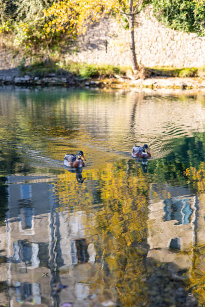 Mallards on the Vidourle River in Sauve