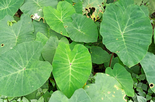 istock taro leaves in the forest 1348235624
