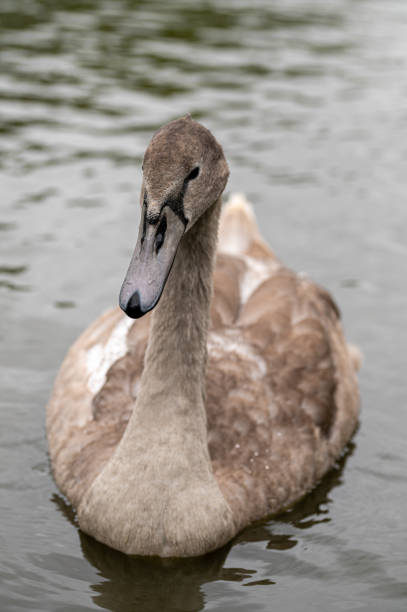 Juvenile mute swan cygnet